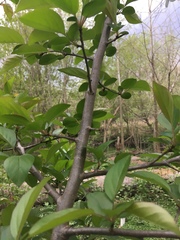 Malus hupehensis