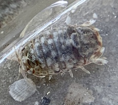 Sphaeroma quadridentatum