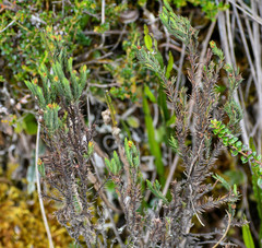 Hypericum lancioides