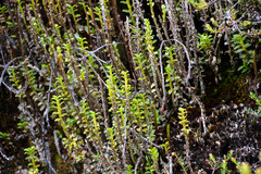 Fernandezia crystallina