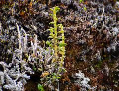 Fernandezia crystallina