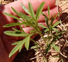 Pediomelum tenuiflorum