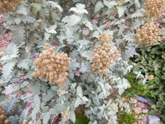 Buddleja glomerata