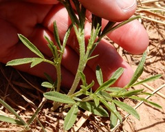 Pediomelum tenuiflorum