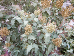 Buddleja glomerata
