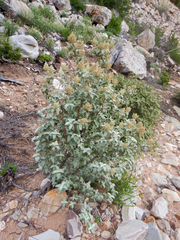 Buddleja glomerata