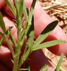 Pediomelum tenuiflorum