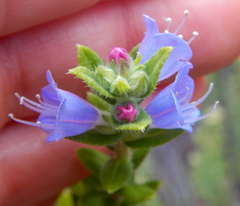Lobostemon argenteus