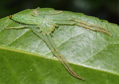 Oxytate argenteooculata