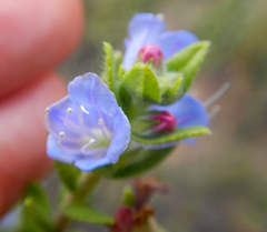 Lobostemon argenteus