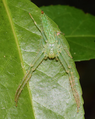 Oxytate argenteooculata