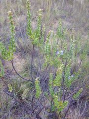 Lobostemon argenteus