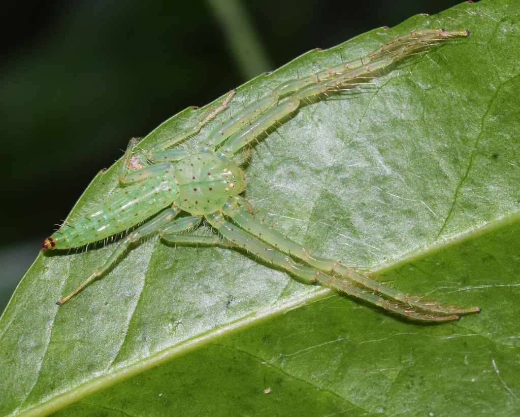 Oxytate argenteooculata