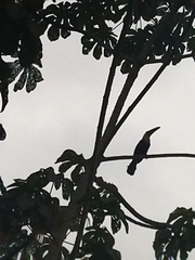 Ramphastos ambiguus
