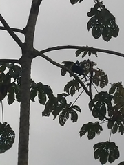 Ramphastos ambiguus