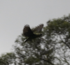 Poicephalus robustus