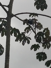 Ramphastos ambiguus