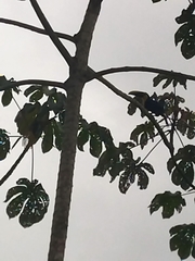 Ramphastos ambiguus