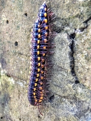 Anoplodesmus saussurii