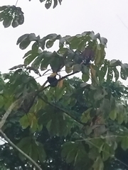 Ramphastos ambiguus