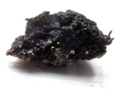 Lachnellula resinaria