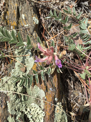Astragalus shortianus