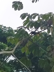 Ramphastos ambiguus
