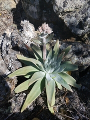 Dudleya virens
