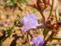 Cyanotis speciosa