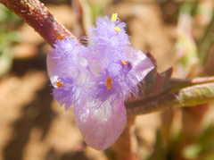 Cyanotis speciosa