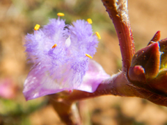 Cyanotis speciosa