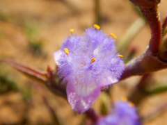 Cyanotis speciosa