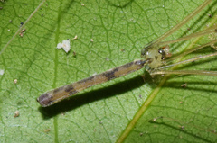 Leptopholcus gracilis