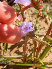 Cyanotis speciosa