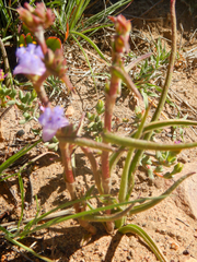 Cyanotis speciosa