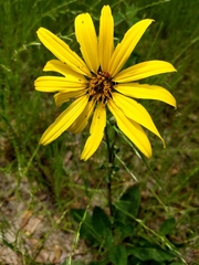 Silphium gracile
