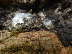 Lachnellula resinaria