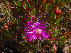 Lampranthus coralliflorus