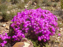 Lampranthus coralliflorus
