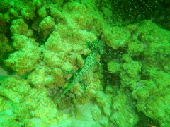Ambystoma taylori