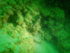 Ambystoma taylori