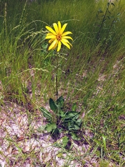 Silphium gracile