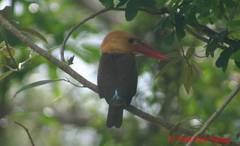 Pelargopsis amauroptera