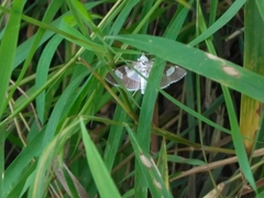 Lepidoptera