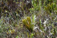 Phlegmariurus hystrix