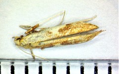 Caloptilia packardella
