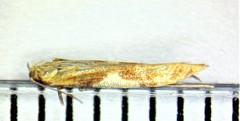 Caloptilia packardella