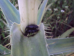 Heilipodus scabripennis