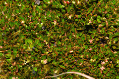 Muehlenbeckia volcanica