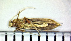 Caloptilia packardella